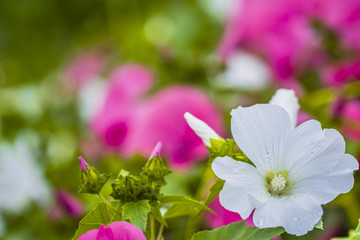Beautiful pink and white petunias in garden. Colorful urban flowers.