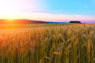 Wheat field in the mountains at sunset