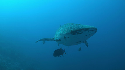 Whale shark swims on a coral reef.