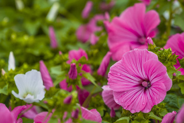 Beautiful pink and white petunias in garden. Colorful urban flowers.