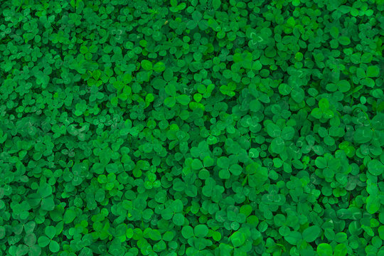 Field of clover. Green background for Saint Patrick's day