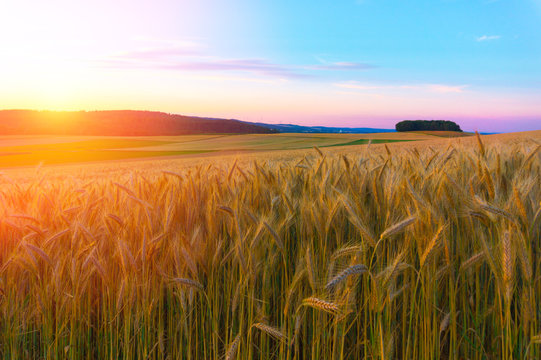 Wheat Field In The Mountains At Sunset