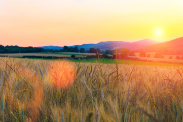 Fototapeta na wymiar Wheat field in the mountains at sunset