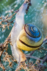 Ślimak, Gastropoda. © Rafał Bachanek
