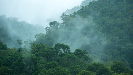 Naklejka premium Mgła nad lasem deszczowym