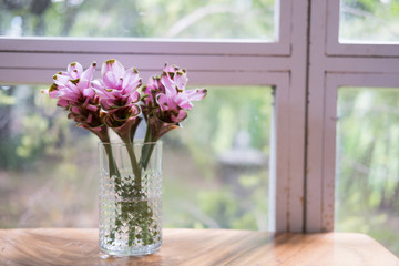 pink siam tulip flower in vase on wood table near window. decoration and interior