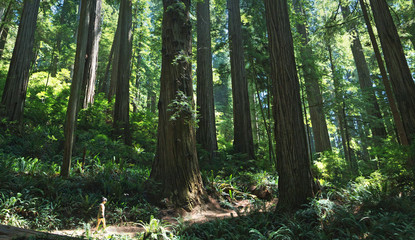Hiking the giant redwood forest