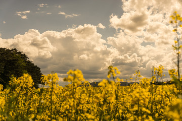 field of gold