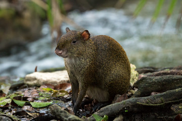 Central American Agouti Dasyprocta punctata. Wildlife animal.