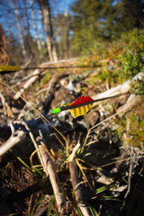 shooting with bow an arrow in the woods