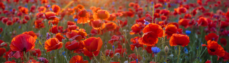 Poppy meadow in the beautiful light of the evening sun