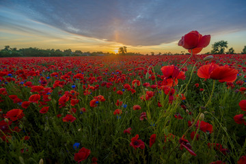 Fototapeta na wymiar Poppy meadow in the beautiful light of the evening sun
