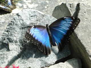 Obraz na płótnie Canvas Papillon