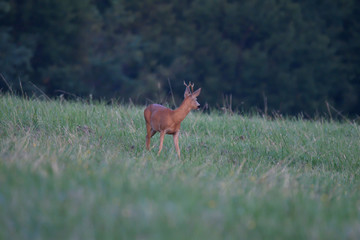 doe on the meadow grazing