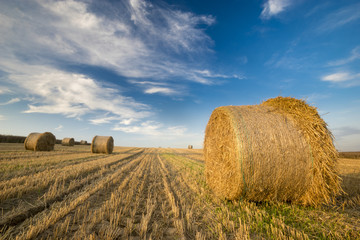 Field after harvest, straw bales on stubble