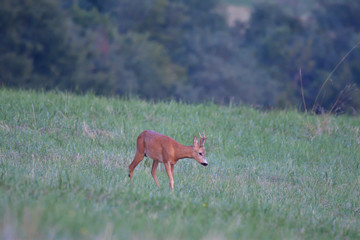 doe on the meadow grazing