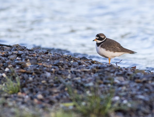 Common ringed plover - 166882095