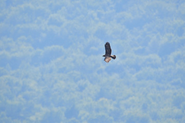 predatory bird hawk