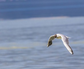 Common Seagull - 166882609