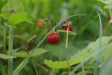 Wild strawberries