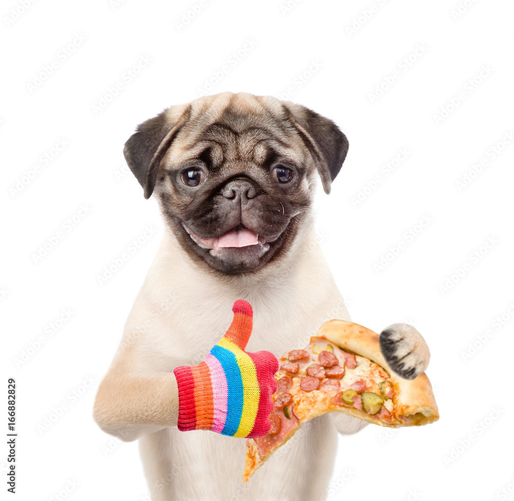 Poster funny puppy with pizza showing thumbs up. isolated on white background
