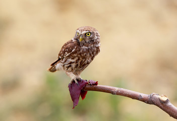 Curious chick of little owl with raw meat on branch