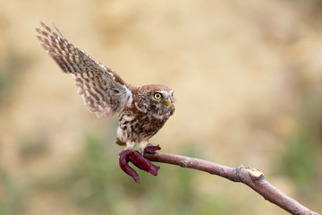 Chick of little owl with raw meat on branch