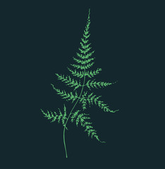 Forest miracle - fern leaves
