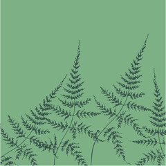 Forest miracle - fern leaves
