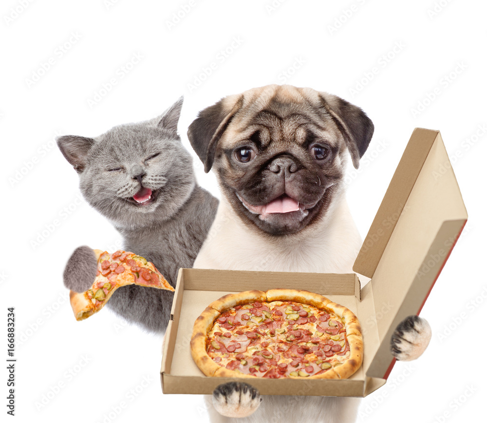 Poster happy cat and pizza dealer puppy with open boxes. isolated on white background