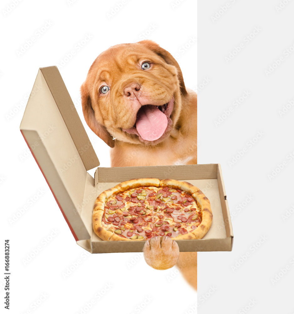 Poster funny puppy with open pizza boxes above white banner. isolated on white background