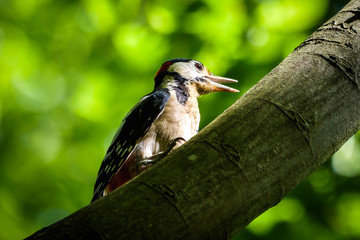 woodpecker