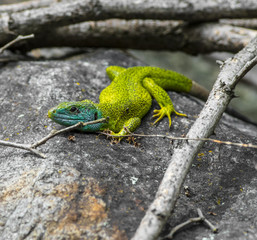 Green Lizard - 166883248