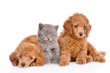 Poodle puppies and tiny kitten sitting together. isolated on white background