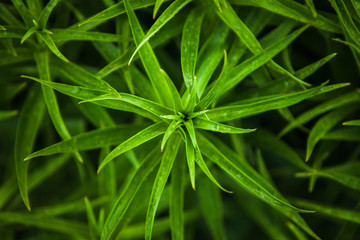 Growing lilies on the bed. view from above