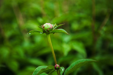 Not a blown peony bud on the bed.