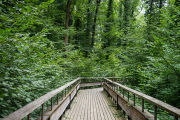 mystic wood path in forest