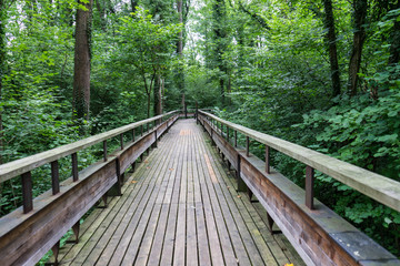 mystic wood path in forest