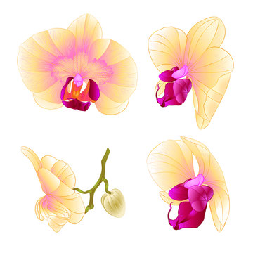 Yellow Orchid Phalaenopsis beautiful flower closeup set second vintage  vector editable illustration hand draw