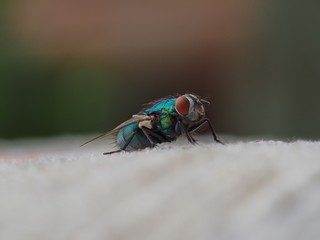 Fototapeta premium Fly