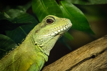 iguana