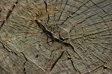 The texture of the trunk of the tree