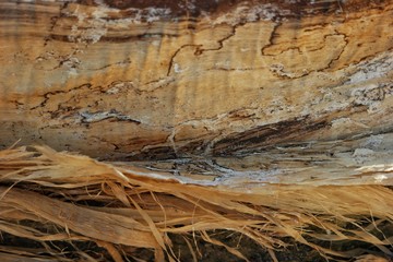 Dry fibers of old tree bark, close up 