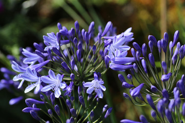 agapnathus plant in flower