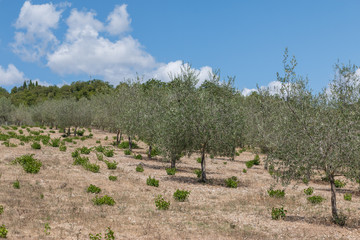 Olivenhain in der Toskana