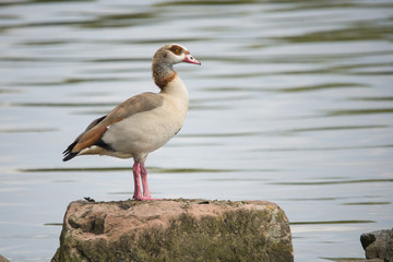 Nile goose