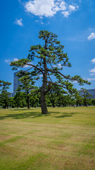 bonsai2