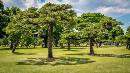 Fototapeta na wymiar bonsai