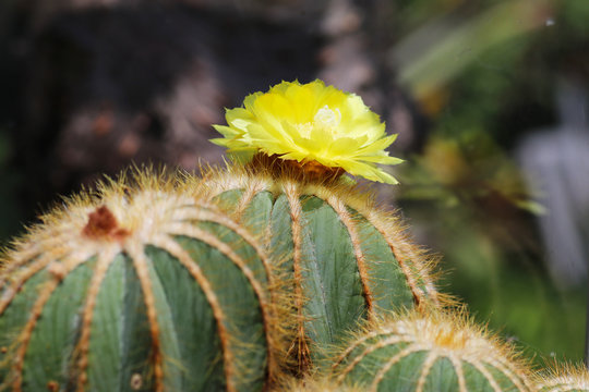 Notocactus magnifica cactus with yellow flowers