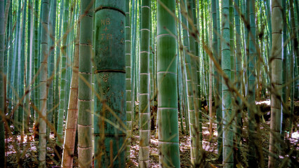 bamboo